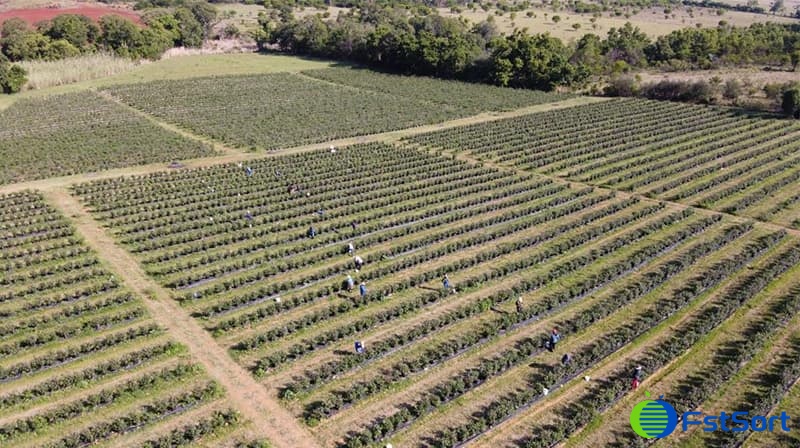 images/1653553960684south africa blueberry grader.jpg